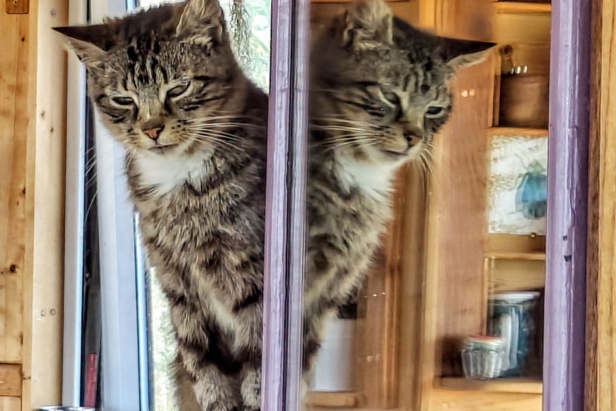 Kinesiology session with a cat - What My Client's Cat Taught Me